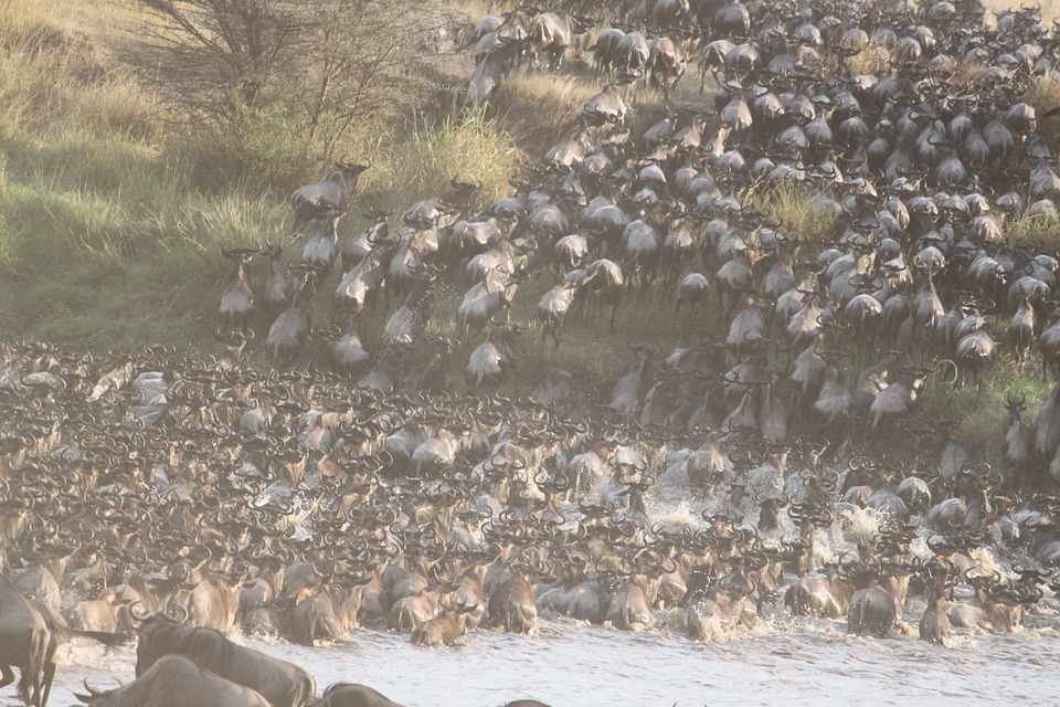 Great Migration by gekkodigitalmedia licensed under Public Domain (https://pixabay.com/en/great-migration-africa-animal-1021460/)